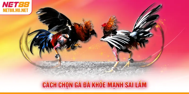 Cách chọn gà đá khỏe mạnh sai lầm