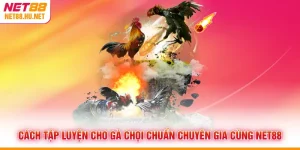 Cách Tập Luyện Cho Gà Chọi Chuẩn Chuyên Gia Cùng NET88