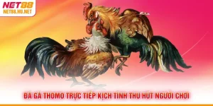 Đá Gà Thomo Trực Tiếp Kịch Tính Thu Hút Người Chơi