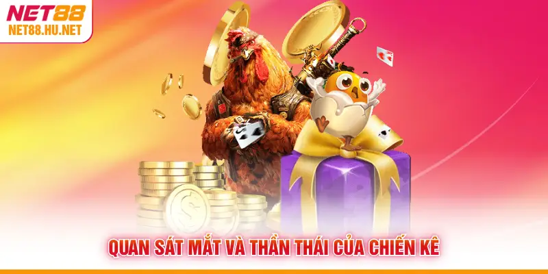 Quan sát mắt và thần thái của chiến kê
