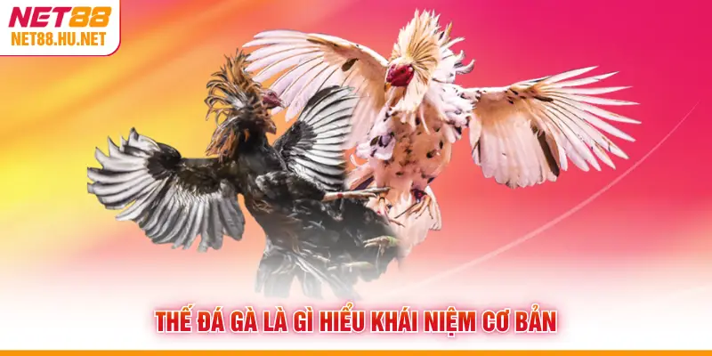 Thế đá gà là gì hiểu khái niệm cơ bản